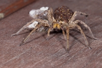 La Lycose tarentuline ou Tarentule radie ou Fausse tarentule ou encore Hogna raye. Une femelle et sa progniture (Araneae - Lycosidae - Hogna radiata)